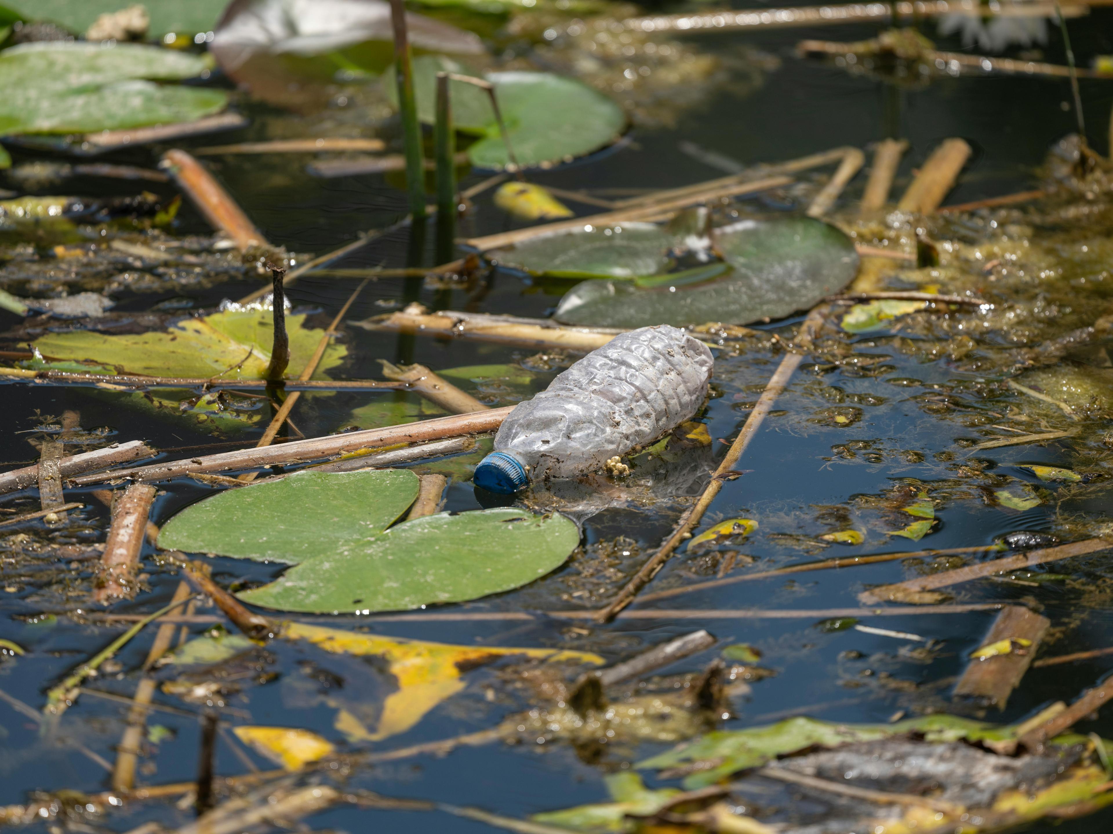 A plastic bottle floating among lily pads in a wetland.