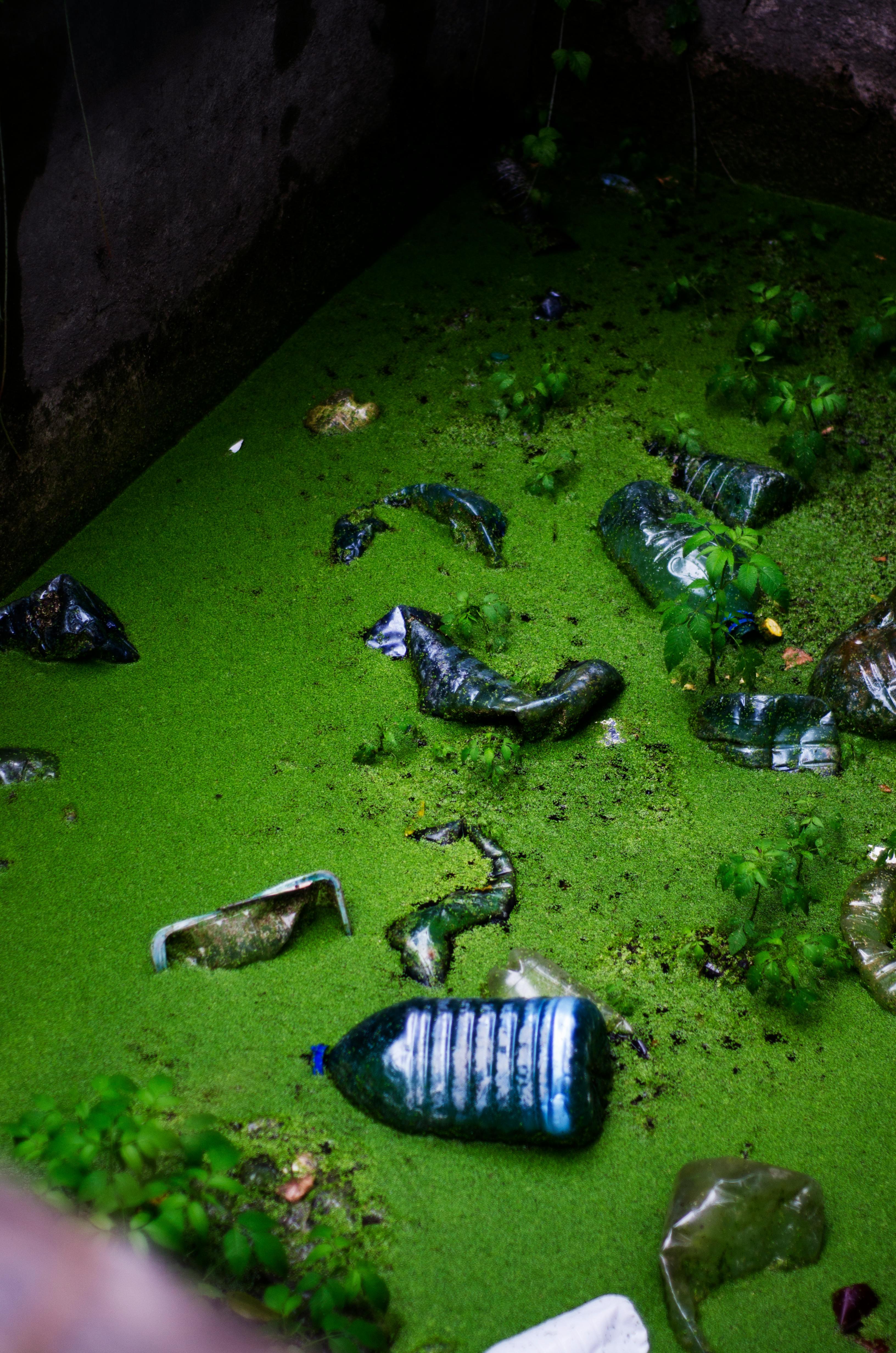 Plastic bottles and waste in a green waterway.
